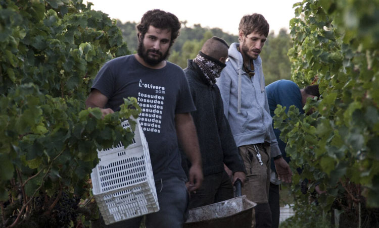 L'Olivera promueve protectos vitivinícolas y da trabajo a jóvenes vulnerables.