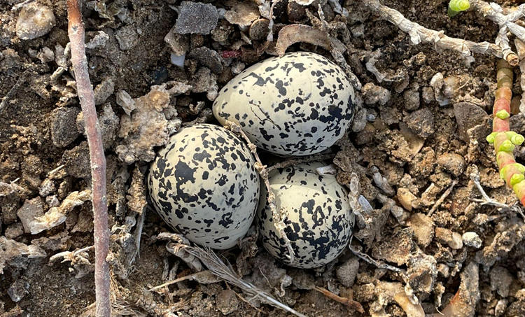 Tres huevos de corriol camanegre dispuestos a eclosionar en cualquier momento.