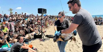 El CRAM libera cuatro tortugas marinas en la playa del Prat