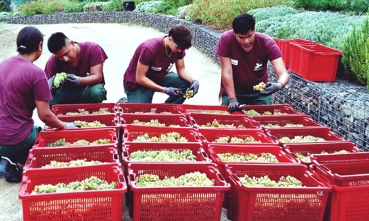 La Vinya d’en Sabater recoge 1.400 kg de uva para hacer vino en Santa Coloma